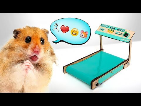 Видео: Как построить беговую дорожку для хомяка