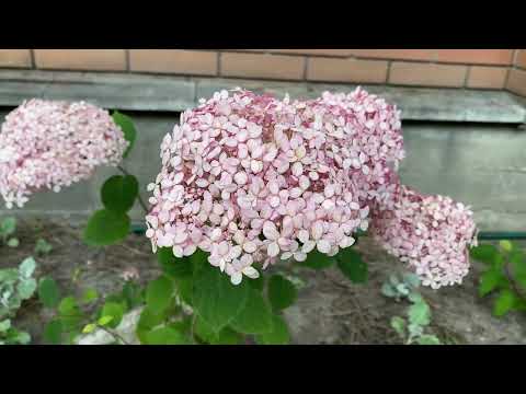 Видео: 5 сортов древовидной гортензии Sorbet Magical Pinkerbell Bubblegum Marshmallow Hayes Starburst