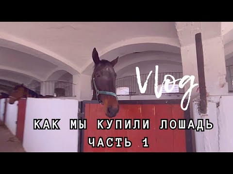 Видео: Как мы купили ЛОШАДЬ: часть 1