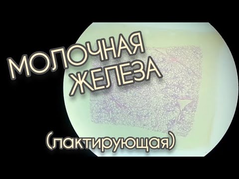 Видео: МОЛОЧНАЯ ЖЕЛЕЗА (лактирующая)