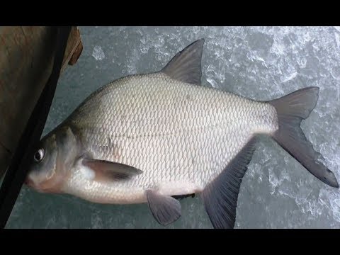 Видео: Ловля на мормышку на течении. Зимняя ловля леща