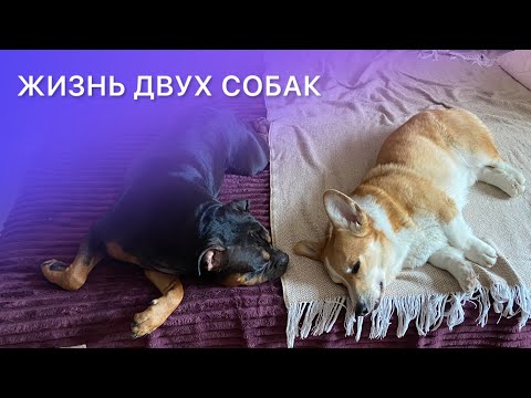 Видео: Корги и амбулли вместе отдыхают
