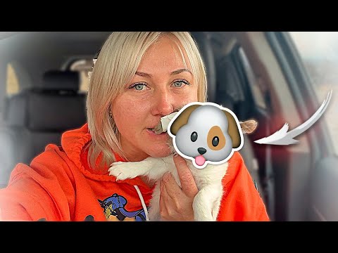 Видео: Еще одна новая собака! Кто к нам приехал?