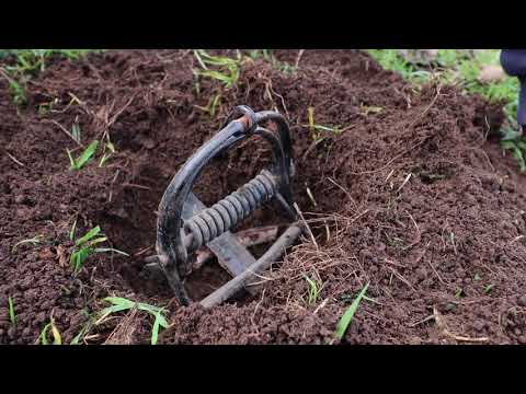 Видео: Отлов кротов с Полом Гаучи