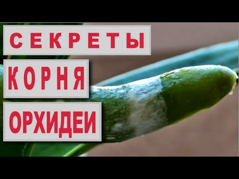 Видео: СЕКРЕТЫ КОРНЯ ОРХИДЕИ! ВЕЛАМЕН. СУБЕРИН. ПОЧЕМУ ГНИЮТ КОРНИ ОРХИДЕИ? ФОТО- И ГИДРОТРОПИЗМЫ КОРНЯ!