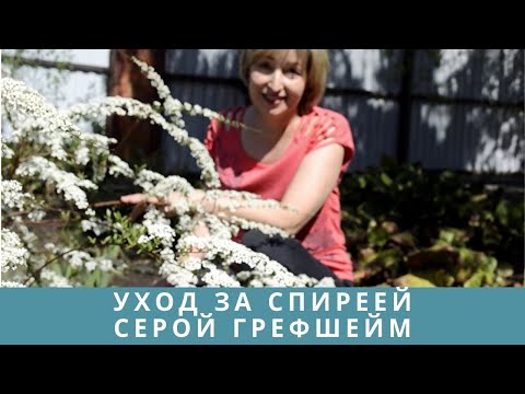 Видео: Уход за спиреей серой Грефшейм.