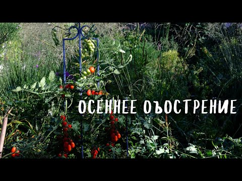 Видео: осеннее обострение