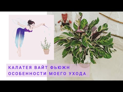 Видео: Калатея Вайт Фьюжн, особенности моего ухода