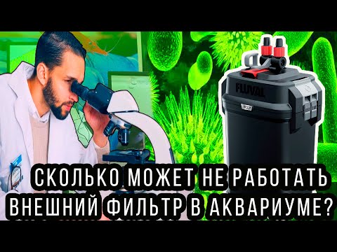 Видео: Сколько живут бактерии при выключенном внешнем фильтре! Перлинг растений это  хорошо или плохо