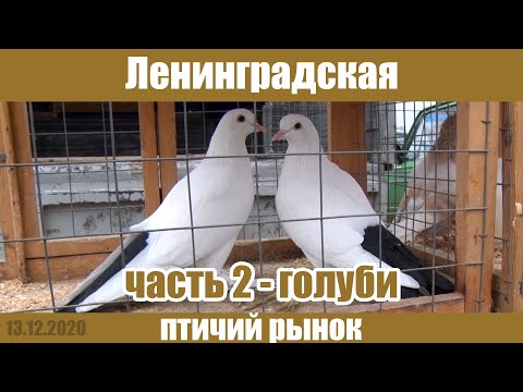 Видео: Птичий рынок. Станица Ленинградская. Часть 2 - голуби. [13.12.2020]