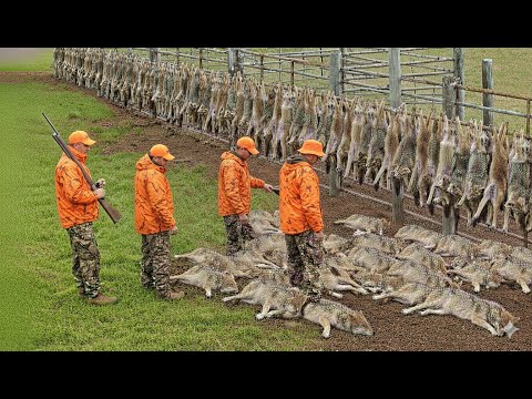 Видео: Как американские охотники и фермеры справляются с миллионами волков и тысячами черных медведей?