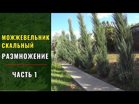 Видео: РАЗМНОЖЕНИЕ МОЖЖЕВЕЛЬНИКА СКАЙРОКЕТ (SKYROCKET) - БЛЮ АРРОУ (Blue Arrow) - ЧЕРЕНКОВАНИЕМ (ЧАСТЬ 1).