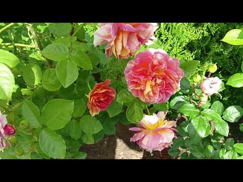 Видео: Начало цветения роз в саду у Людмилы Барановой,добро пожаловать )).