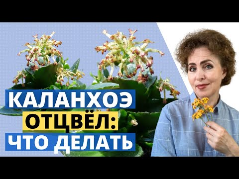 Видео: КАЛАНХОЭ. Обрезка Каланхоэ после цветения. Уход за Каланхоэ.