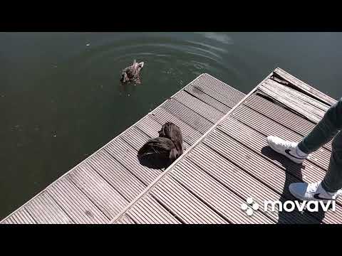 Видео: A мы на рыбалку пошли.Рыбалка это дело хорошее.