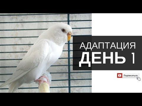 Видео: Купили волнистого попугая. День 1: Адаптация