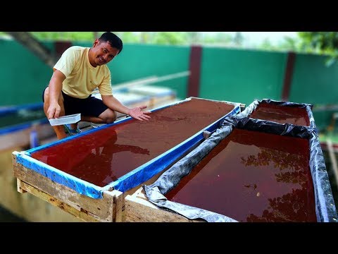 Видео: Как выращивать живой корм на коровьем навозе. Зачем рыбам нужен живой корм?