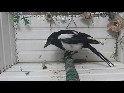 Видео: Сорока прекрасная прятала ценные вещи решает непосильные людям задачи смотреть до конца лафхак сорок