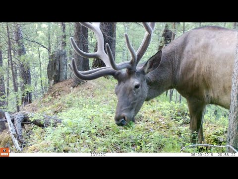 Видео: Фотоловушка в Дебрях СИБИРИ.