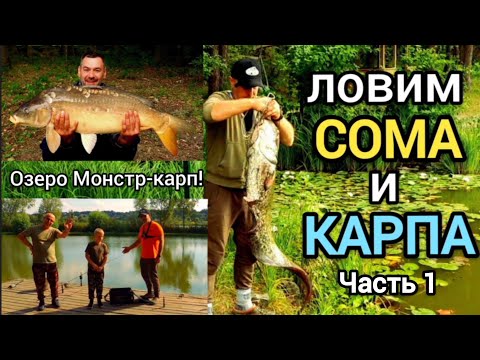 Видео: Ловим сома и карпа! Озеро Монстр-карп! 