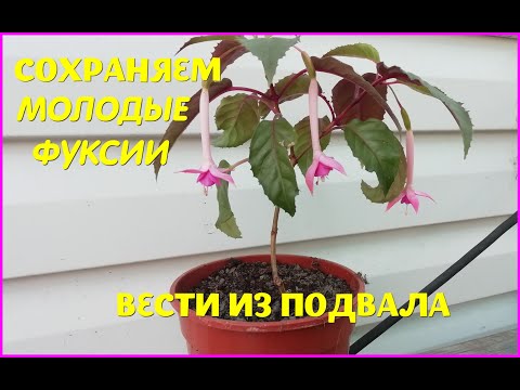 Видео: ФУКСИИ. Как сохранить растения зимой. Обзор подвала с ЗИМУЮЩИМИ РАСТЕНИЯМИ