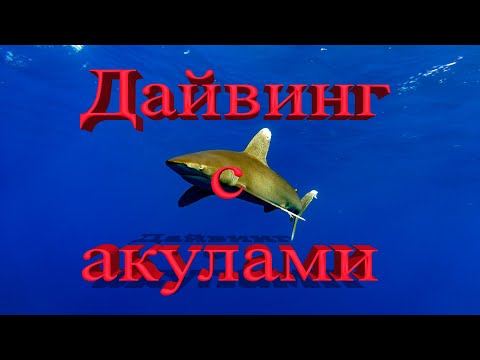 Видео: Дайвинг с акулами. Дайвинг сафари в Египте #shark #egypt #sharks