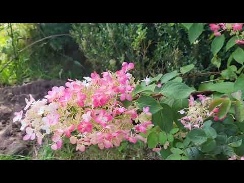 Видео: На даче. Гортензии, пионы.