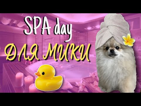 Видео: ПЕРВЫЕ ДНИ ЩЕНКА ДОМА🏡 ПЕРВОЕ КУПАНИЕ 🐶