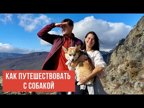 Видео: Как путешествовать с собакой от А до Я