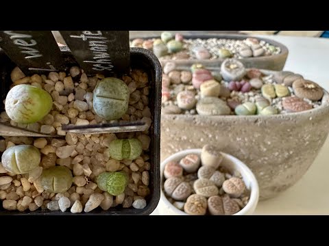 Видео: Литопсы/ Lithops. От самых маленьких, до самых больших. 18.01.25
