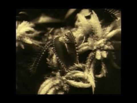 Видео: Найк Борзов - Было, есть и будет