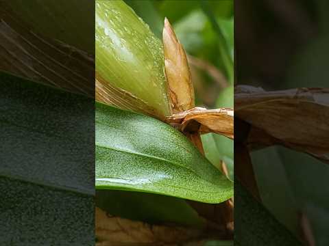 Видео: Coelogyne cristata. Квітконоси