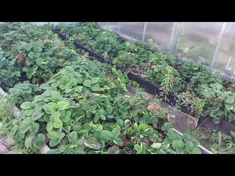 Видео: Наши 8,4 сотки 🏡Новая клумба с цветами🌺🌼🌸Доделали часть садовых  дорожек💪Урожай моркови! 🥕🥕🥕