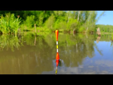 Видео: ОЧЕНЬ УЛОВИСТАЯ ПОПЛАВОЧНАЯ СНАСТЬ.  КРУПНЯК ПОДОШЁЛ НА ПРИКОРМКУ