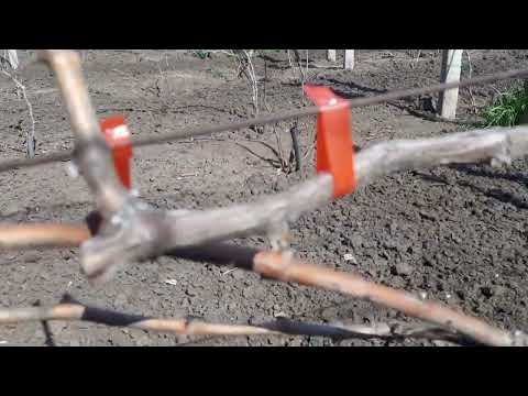 Видео: Да, расстояние 1 метр между кустами винограда в ряду