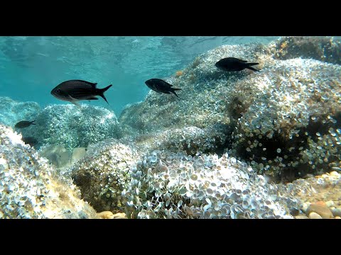 Видео: diving, Loutra, Agias Paraskevis Beach - нуркање, Лутра, плажа Св Параскева 2025-06