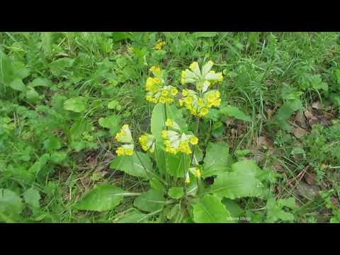 Видео: Примула лесная. Польза и применение. Primula forest