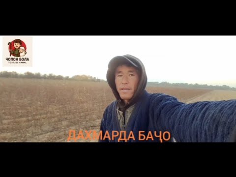 Видео: ДАХМАРДА БАҶО ГУСФАНТИШ ХАЙКАРДА ГАРОВТИ ОМАД #чӯпонбола 