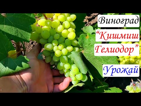Видео: Виноград Кишмиш Гелиодор. Урожай и особенности гибридной формы