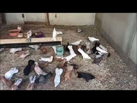 Видео: ПРОДАЖА ШИРОКОХВОСТЫХ БАКИНСКИХ ГОЛУБЕЙ.