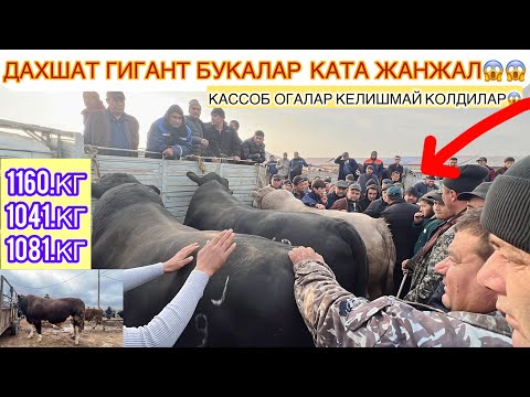 Видео: ХОРАЗМ МОЛ БОЗОРИ ДА КАТА ЖАНЖАЛ ГИГАНТ БУКАЛАР УСТИНДА  КАССОБ ОГАЛАР КЕЛИШМАЙ КОЛИШДИ ТЕЗ КЎРИГ