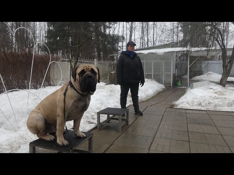 Видео: Догтренинг 596. Стая бульмастифов. Становление контроля со сменой управления каждые 10 минут.