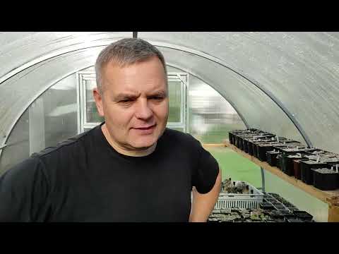 Видео: В теплице у Паши Алисейка