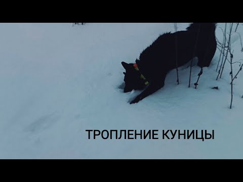 Видео: ТРОПЛЕНИЕ КУНИЦЫ/ ОХОТА НА КУНИЦУ С ЛАЙКОЙ/
