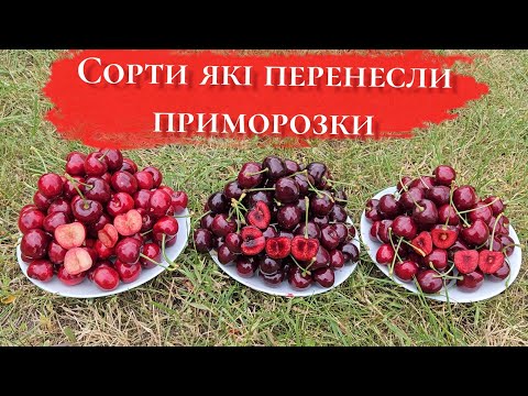 Видео: Це варто побачити!Ці сорти черешні не бояться холоду! Перевірено на практиці!