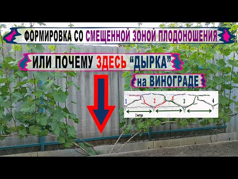 Видео: 🍇 Почему ЭТО на винограднике совсем не  "ДЫРКА".  СМЕЩЕННАЯ ЗОНА плодоношения - это одни НЕДОСТАТКИ?