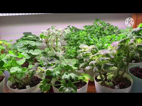 Видео: УХОД за ПЕЛАРГОНИЕЙ ЗИМОЙ в квартире. Мой опыт.