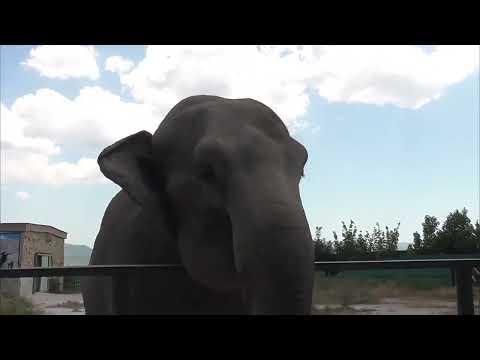 Видео: Магда умеет спастись от жары! Парк львов Тайган