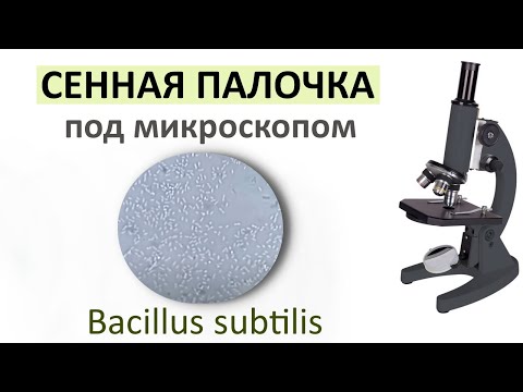 Видео: Препарат сенной палочки под микроскопом.