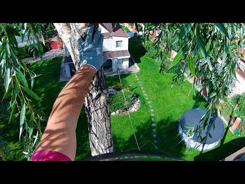 Видео: Две большие ивы с наклоном на крышу